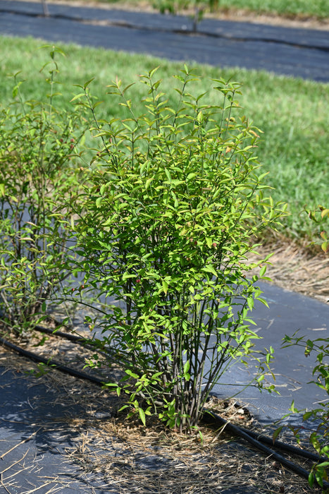 American Strawberry Bush (Euonymus americanus)
