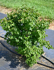 Downy Arrowwood (Viburnum rafinesquianum)