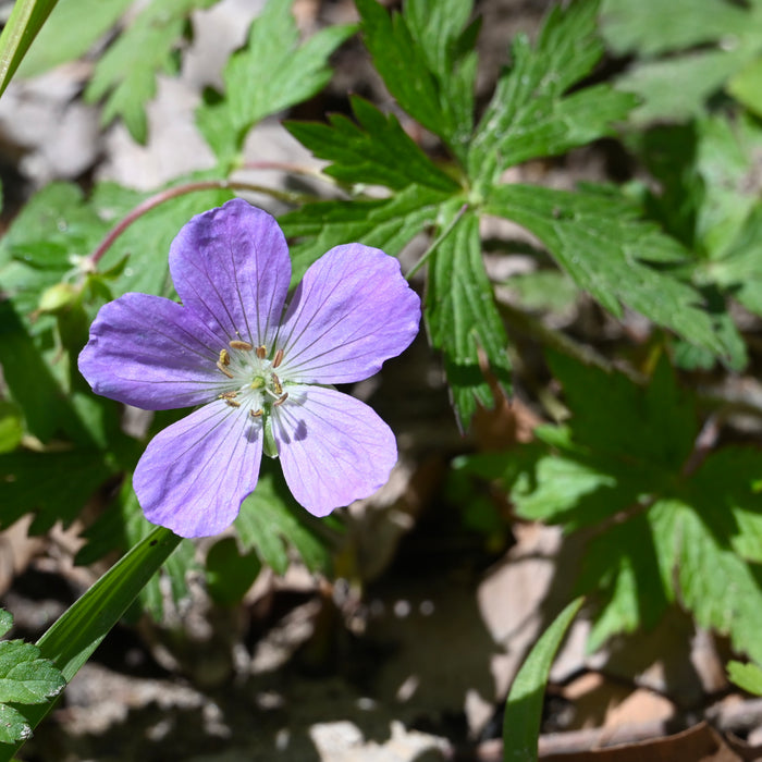 Wild Geranium (Geranium maculatum) 2x2x3" Pot