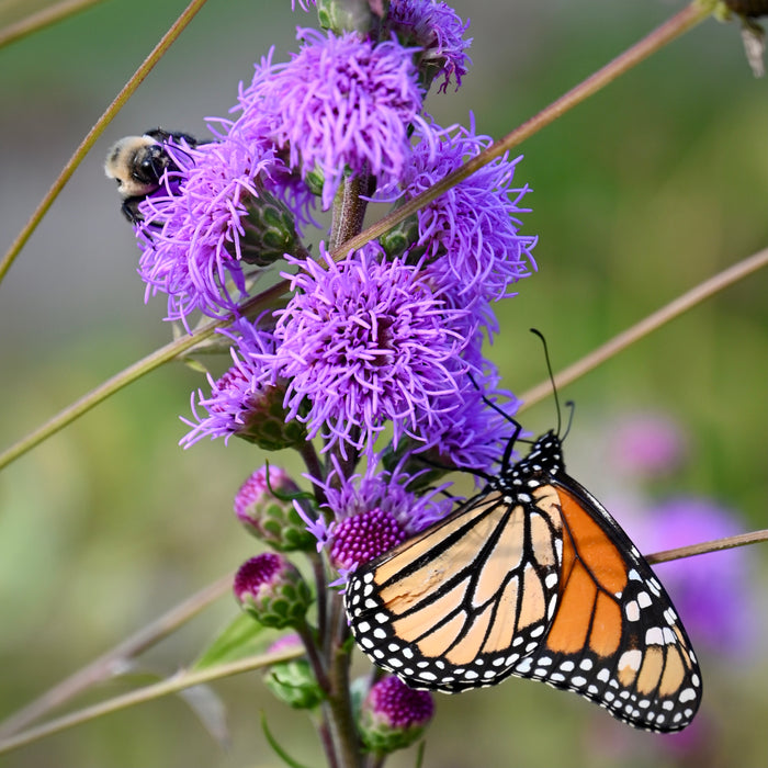 Meadow Blazing Star (Liatris ligulistylis) 1 GAL