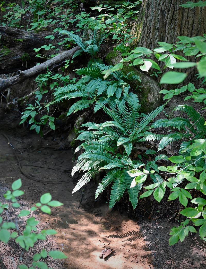 Christmas Fern (Polystichum acrostichoides) BARE ROOT - SHIPS BEGINNING WEEK OF 12/2