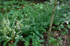 Christmas Fern (Polystichum acrostichoides) BARE ROOT - SHIPS BEGINNING WEEK OF 12/2