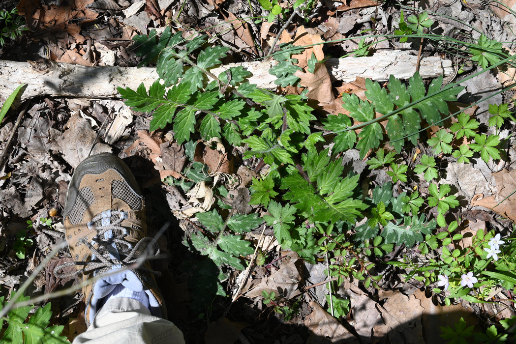 Waterleaf Roots Largeleaf Waterleaf (Hydrophyllum macrophyllum) BARE ROOT — Native ...