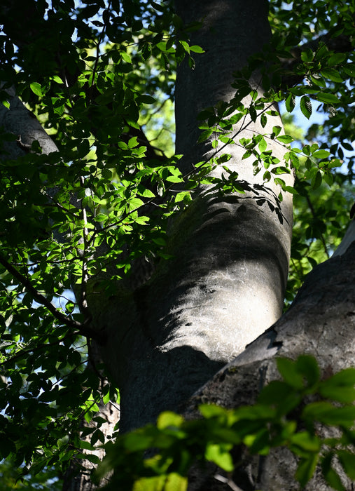 American Beech (Fagus grandifolia)