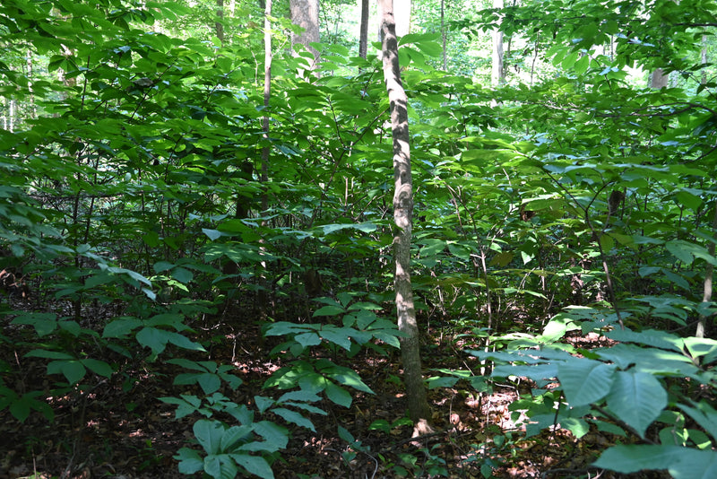 Common Pawpaw (Asimina triloba)