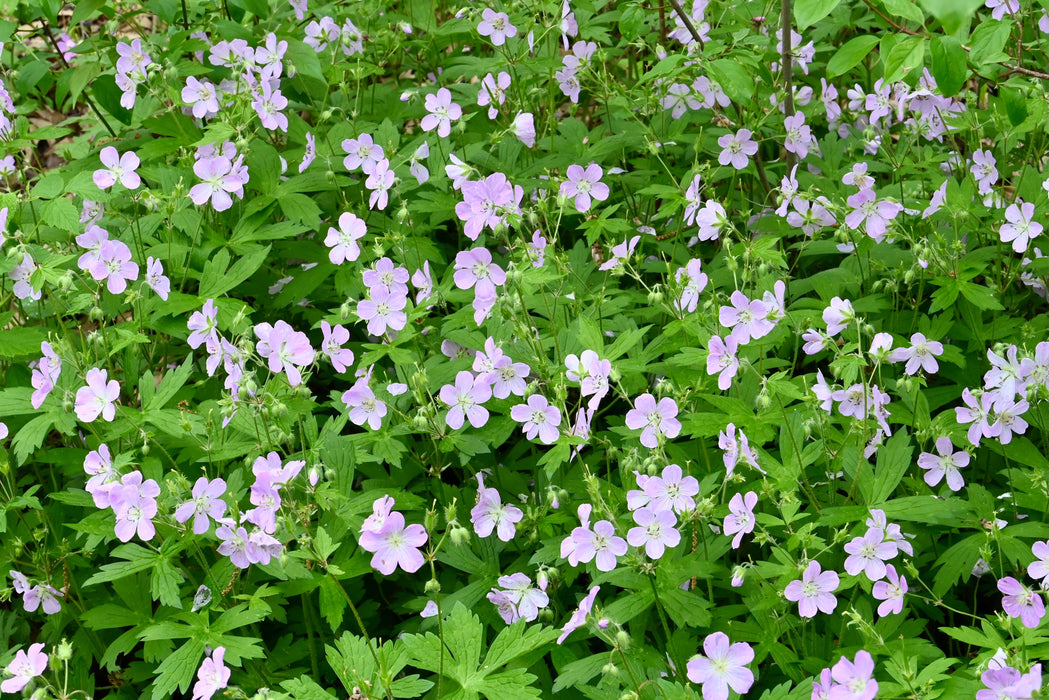 Wild Geranium (Geranium maculatum) BARE ROOT