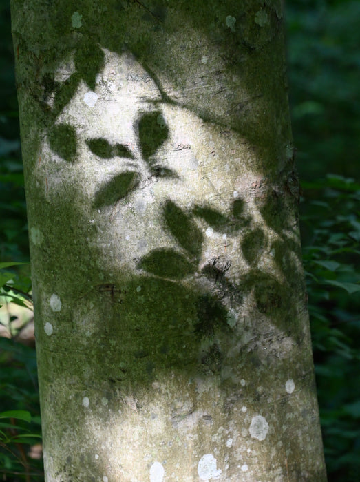 American Beech (Fagus grandifolia)