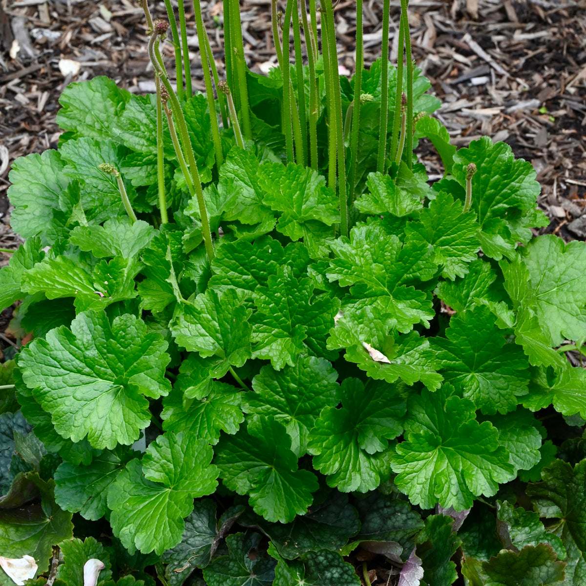 Alum Root (Heuchera americana) — Native Plants Unlimited LLC