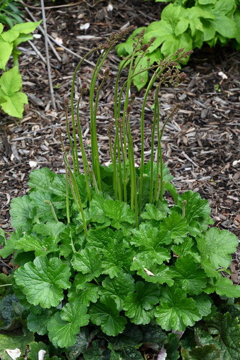 Alum Root (Heuchera americana)