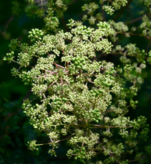 Devil's Walkingstick (Aralia spinosa)