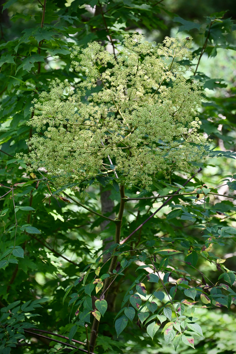 Devil's Walkingstick (Aralia spinosa)