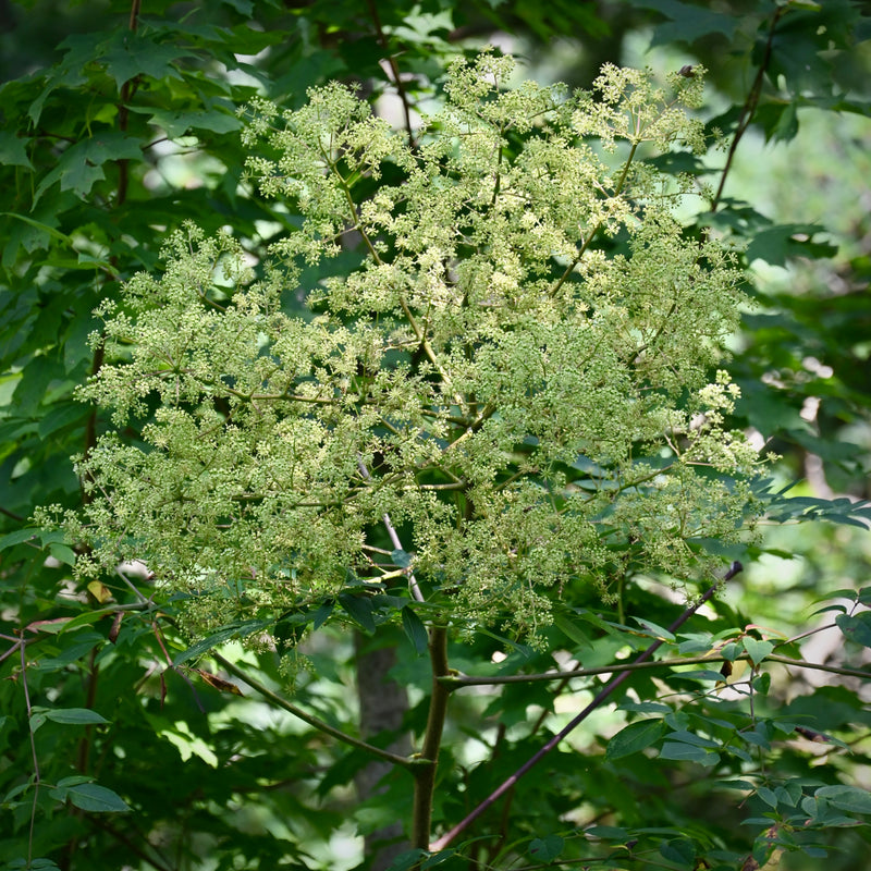 Devil's Walkingstick (Aralia spinosa)