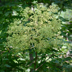 Devil's Walkingstick (Aralia spinosa)