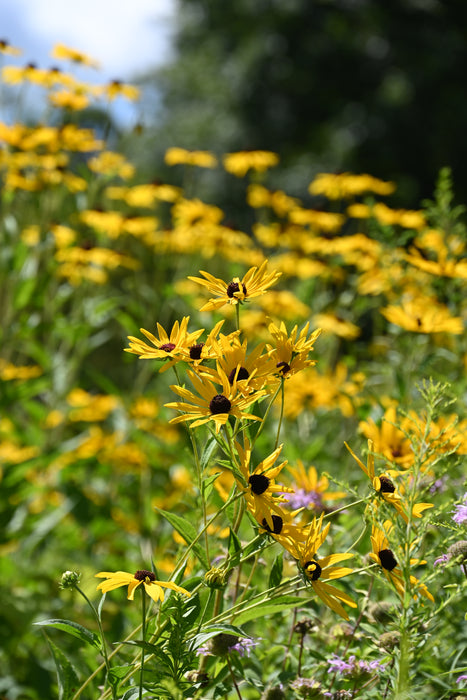 Sweet Black-eyed Susan (Rudbeckia subtomentosa) 2x2x3" Pot