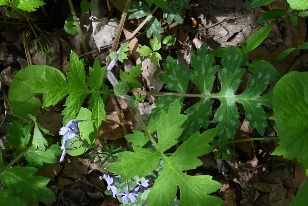 Waterleaf Roots Largeleaf Waterleaf (Hydrophyllum macrophyllum) BARE ROOT — Native ...