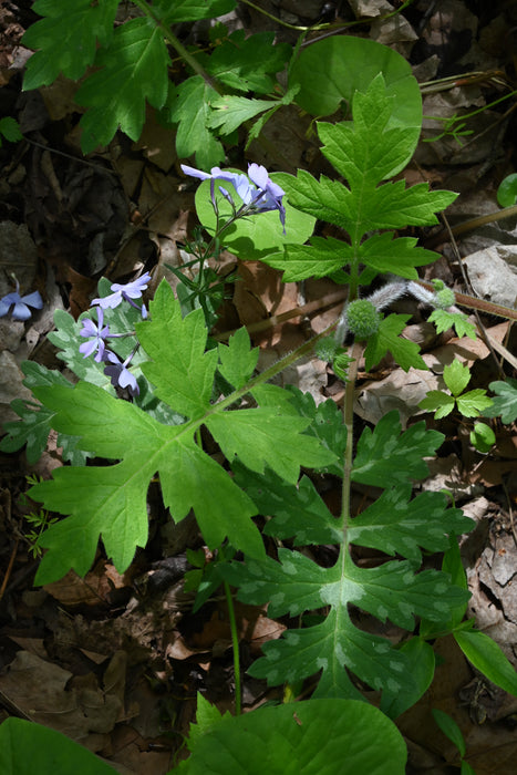 Largeleaf Waterleaf (Hydrophyllum macrophyllum) BARE ROOT