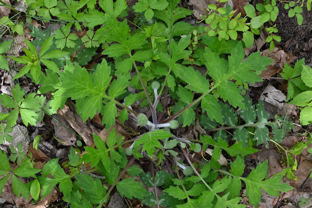 Waterleaf Roots Largeleaf Waterleaf (Hydrophyllum macrophyllum) BARE ROOT — Native ...