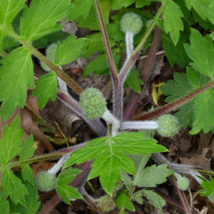 Waterleaf Roots Largeleaf Waterleaf (Hydrophyllum macrophyllum) BARE ROOT — Native ...