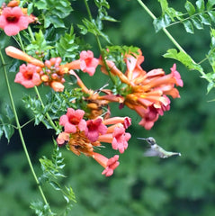 Trumpet Creeper (Campsis radicans)