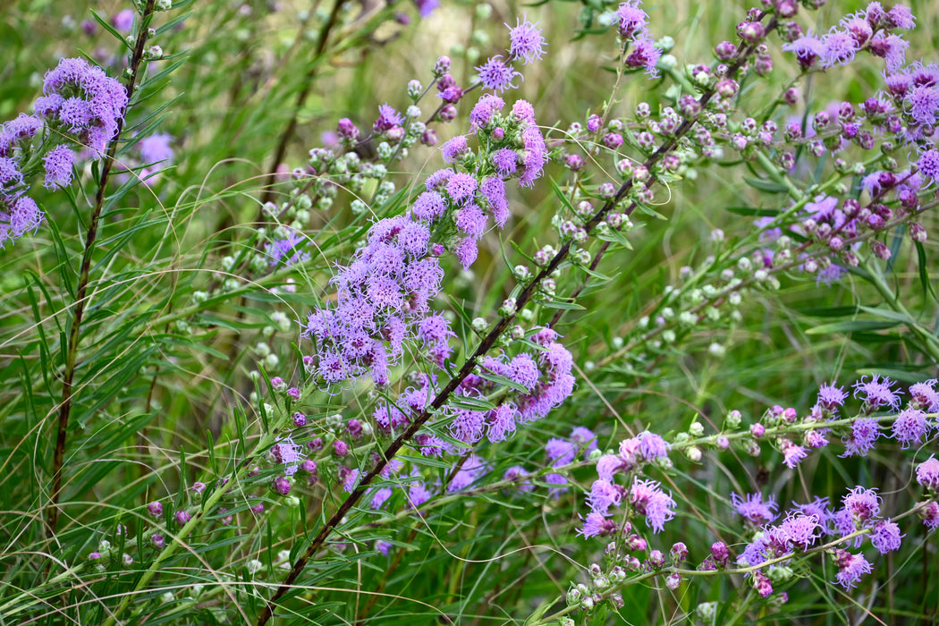 Rough Blazing Star (Liatris aspera) 2x2x3" Pot