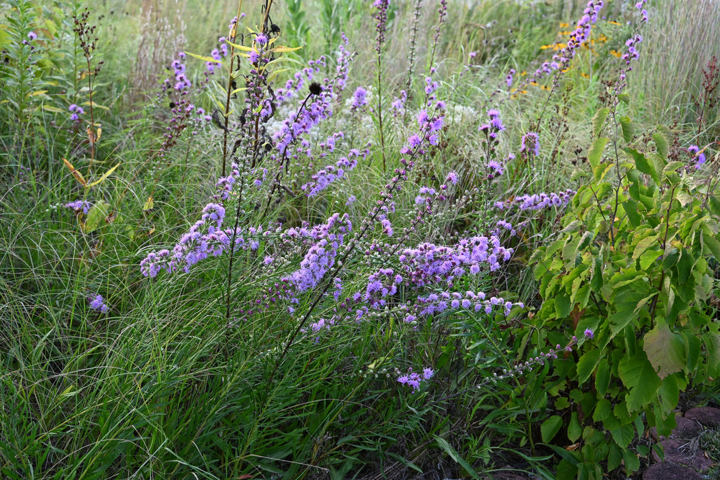 Rough Blazing Star (Liatris aspera) 2x2x3" Pot