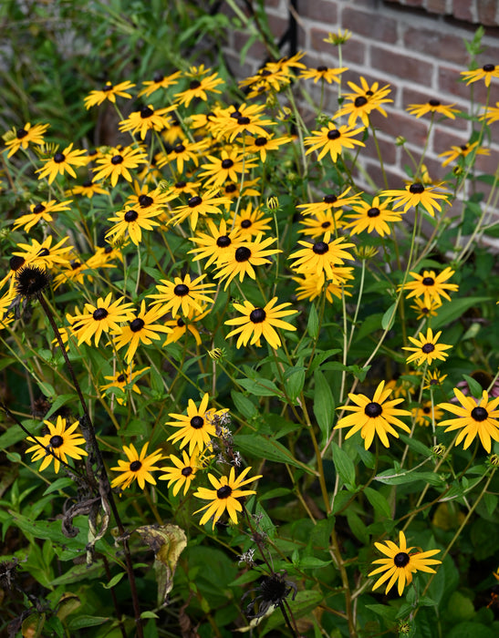 Showy Black-eyed Susan (Rudbeckia fulgida) 1 GAL