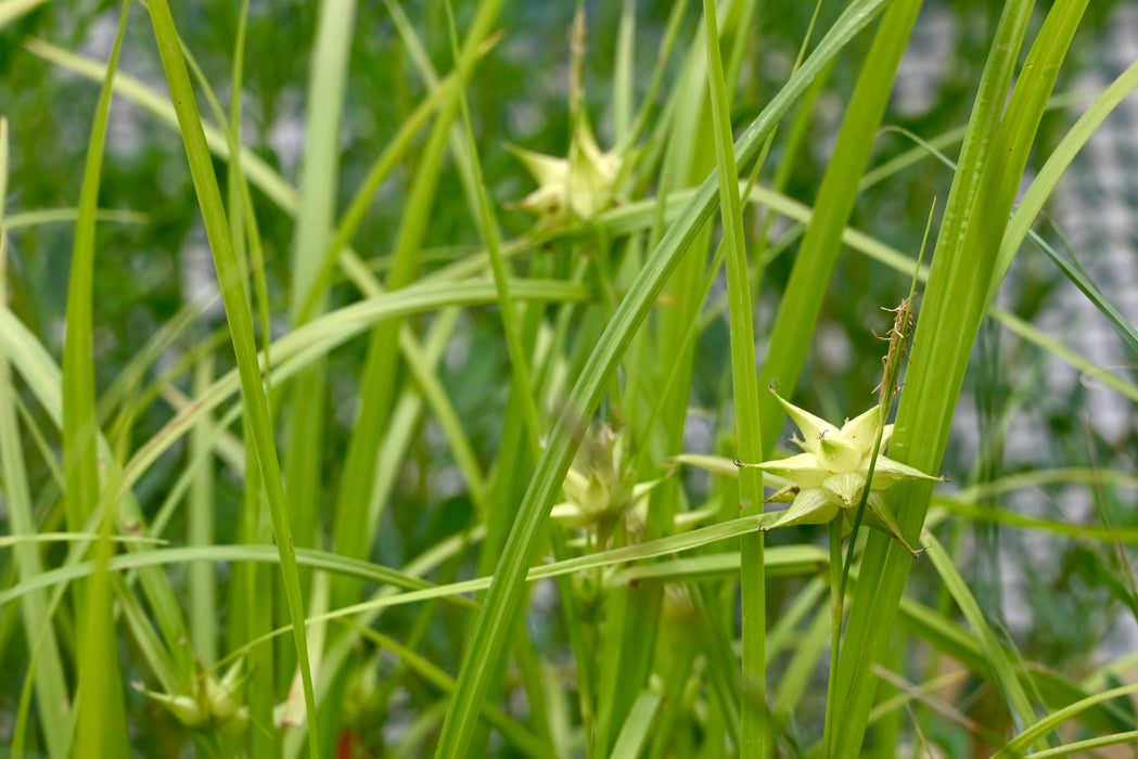 Burr Sedge (Carex grayi) 1 GAL