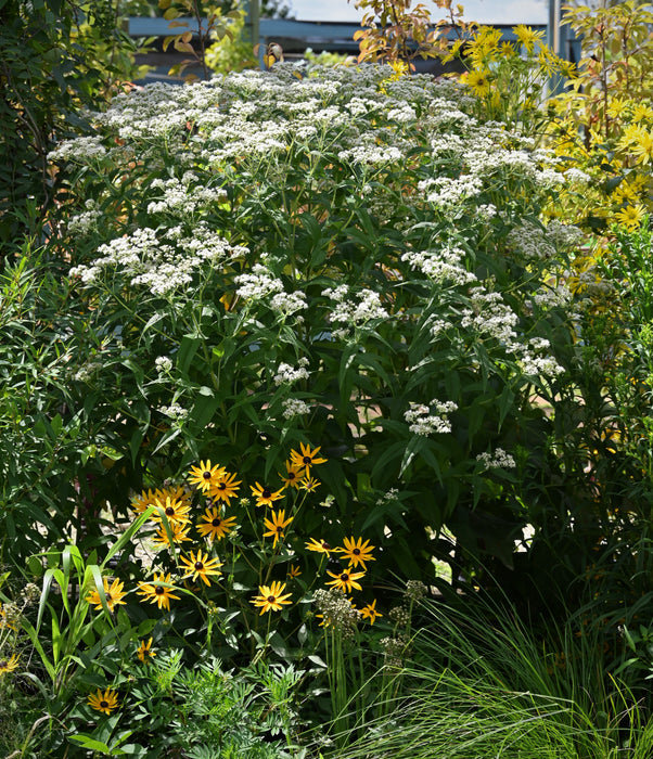 Boneset (Eupatorium perfoliatum) 2x2x3" Pot