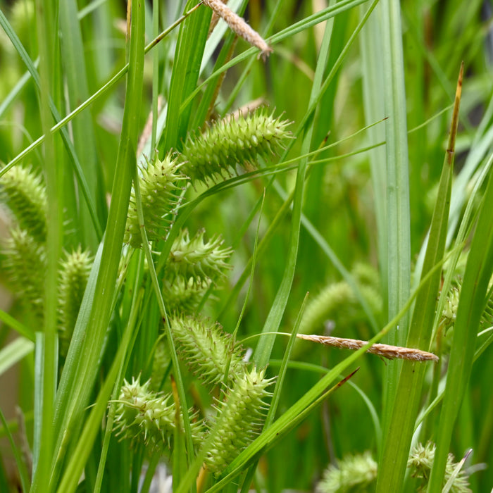 Porcupine Sedge (Carex hystericina) 2x2x3" Pot