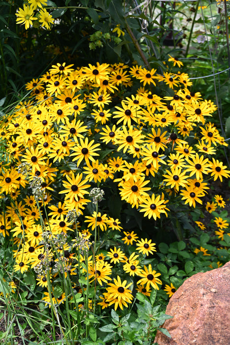 Showy Black-eyed Susan (Rudbeckia fulgida) 2x2x3" Pot