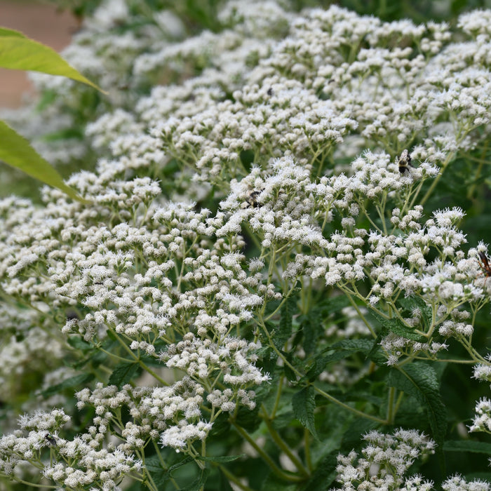 Boneset (Eupatorium perfoliatum) 2x2x3" Pot