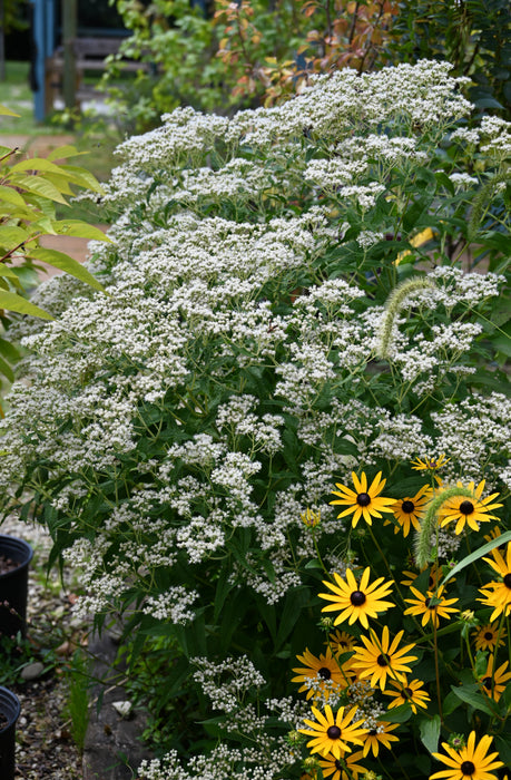 Boneset (Eupatorium perfoliatum) 2x2x3" Pot