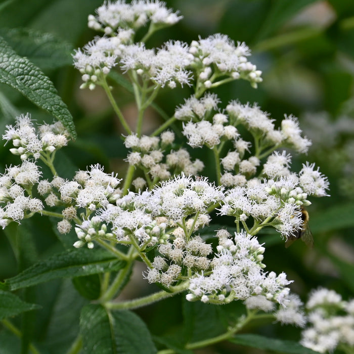 Boneset (Eupatorium perfoliatum) 2x2x3" Pot