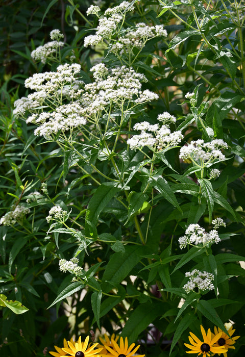 Boneset (Eupatorium perfoliatum) 2x2x3" Pot