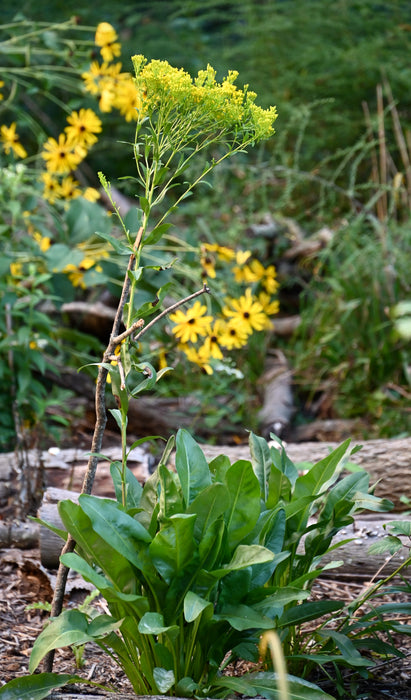 Ohio Goldenrod (Oligoneuron ohioensis) 2x2x3" Pot