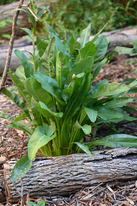 Ohio Goldenrod (Oligoneuron ohioensis) 2x2x3" Pot