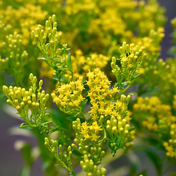 Ohio Goldenrod (Oligoneuron ohioensis) 2x2x3" Pot