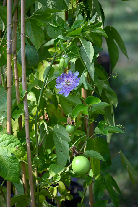 Purple Maypop (Passiflora incarnata)