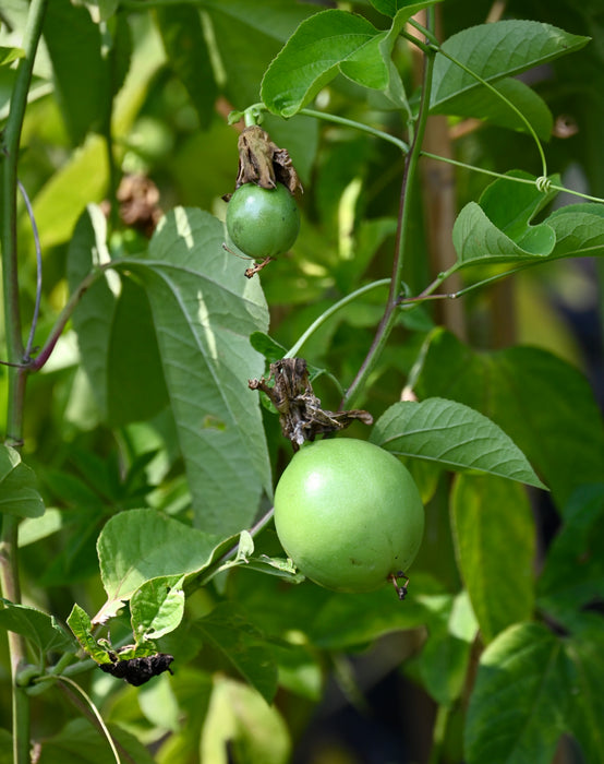 Purple Maypop (Passiflora incarnata)