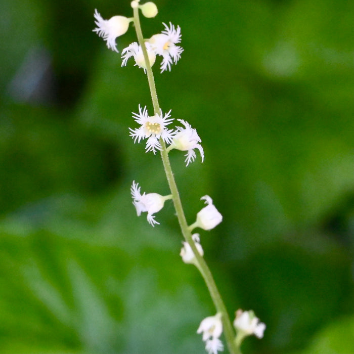 Bishop’s Cap (Mitella diphylla) 2x2x3" Pot