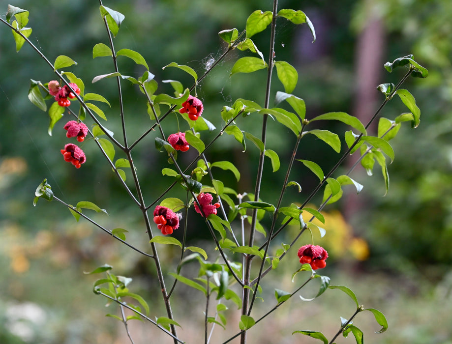 American Strawberry Bush (Euonymus americanus)