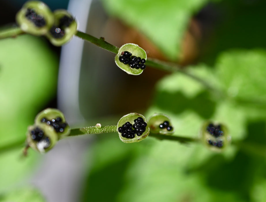 Bishop’s Cap (Mitella diphylla) 2x2x3" Pot