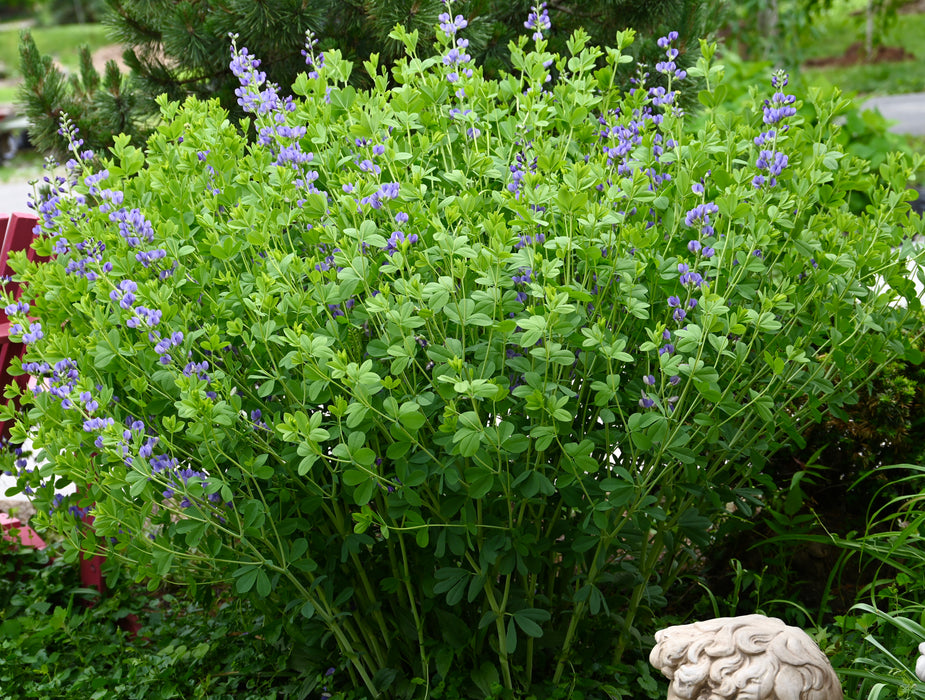 Seed Pack - Blue False Indigo (Baptisia australis)