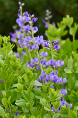 Seed Pack - Blue False Indigo (Baptisia australis)