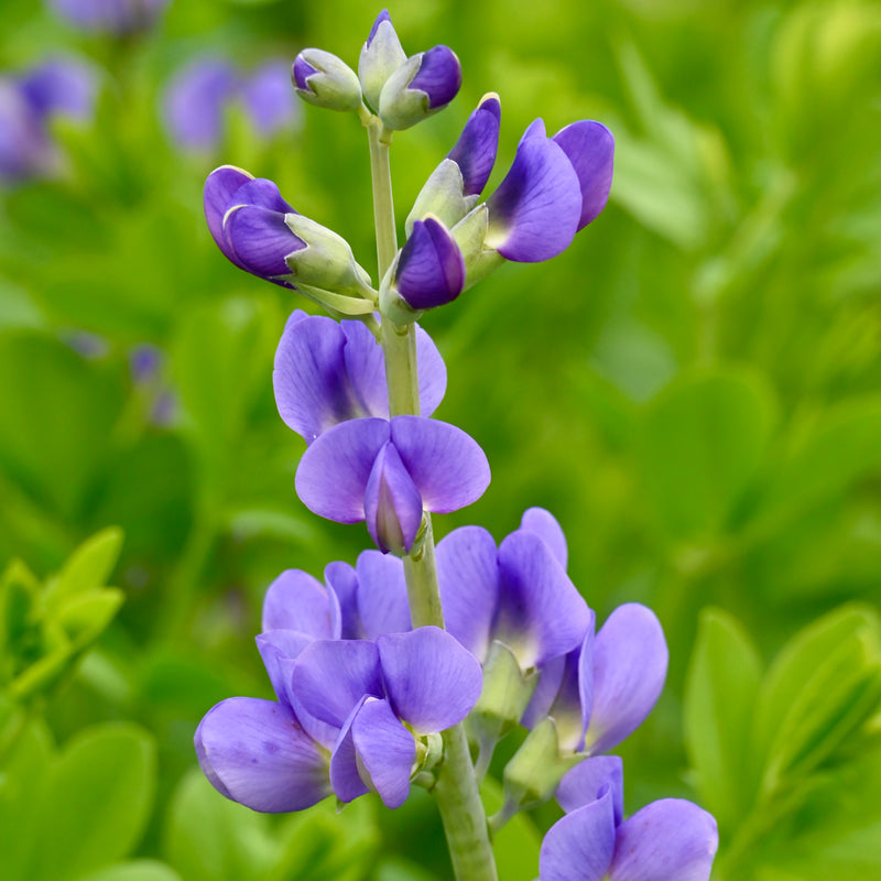 Seed Pack - Blue False Indigo (Baptisia australis)