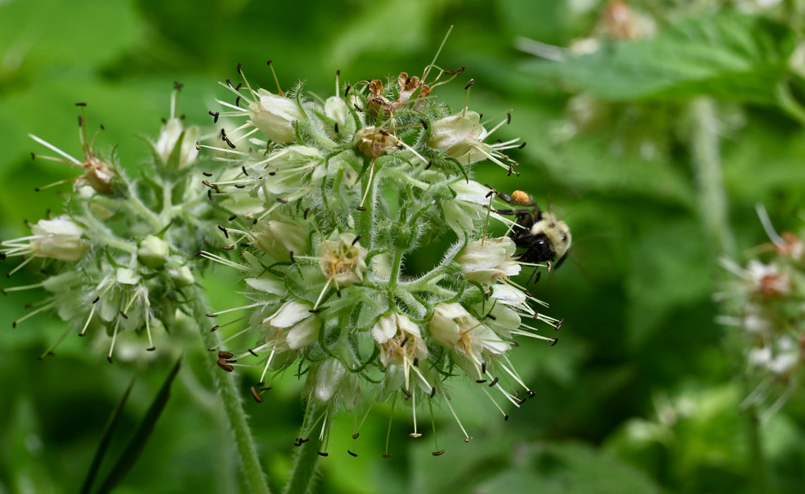 Largeleaf Waterleaf (Hydrophyllum macrophyllum) BARE ROOT