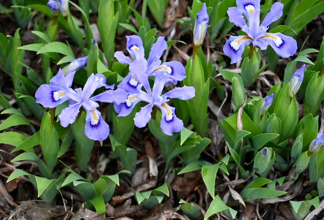 Dwarf Crested Iris (Iris cristata)
