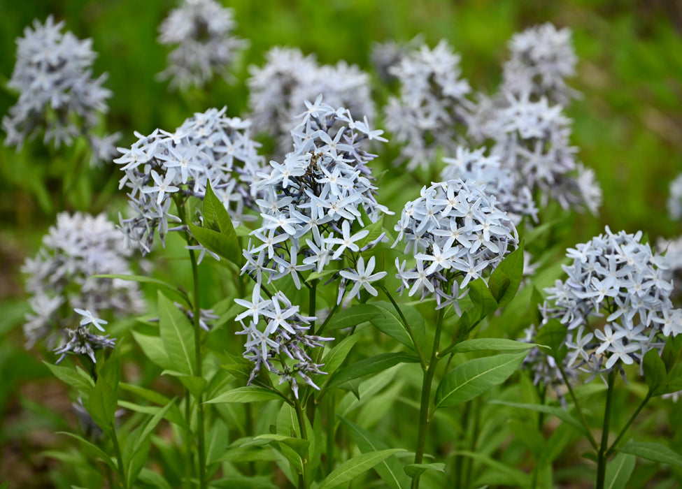 Eastern Bluestar (Amsonia tabernaemontana)