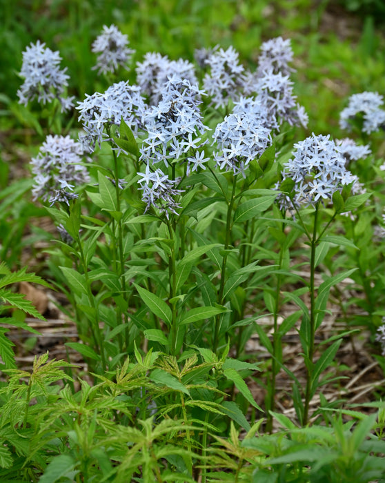 Eastern Bluestar (Amsonia tabernaemontana)