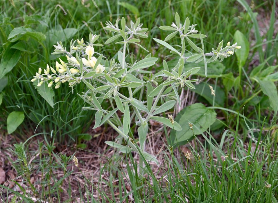 Cream False Indigo (Baptisia bracteata)
